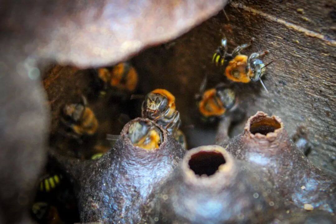 Lee más sobre el artículo Científicos venezolanos analizan características de la miel producida en Lara