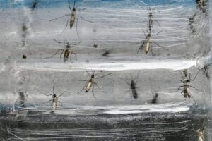 Lee más sobre el artículo Mosquito Aedes aegypti utiliza radiación infrarroja para detectar el cuerpo humano