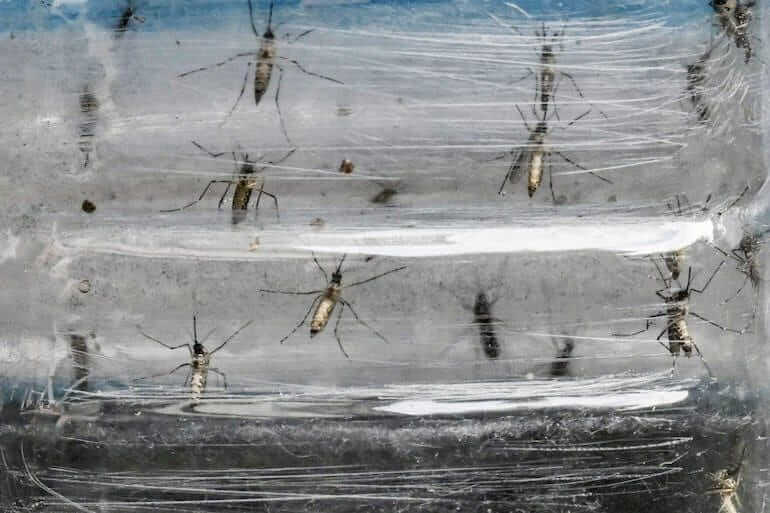 Lee más sobre el artículo Mosquito Aedes aegypti utiliza radiación infrarroja para detectar el cuerpo humano