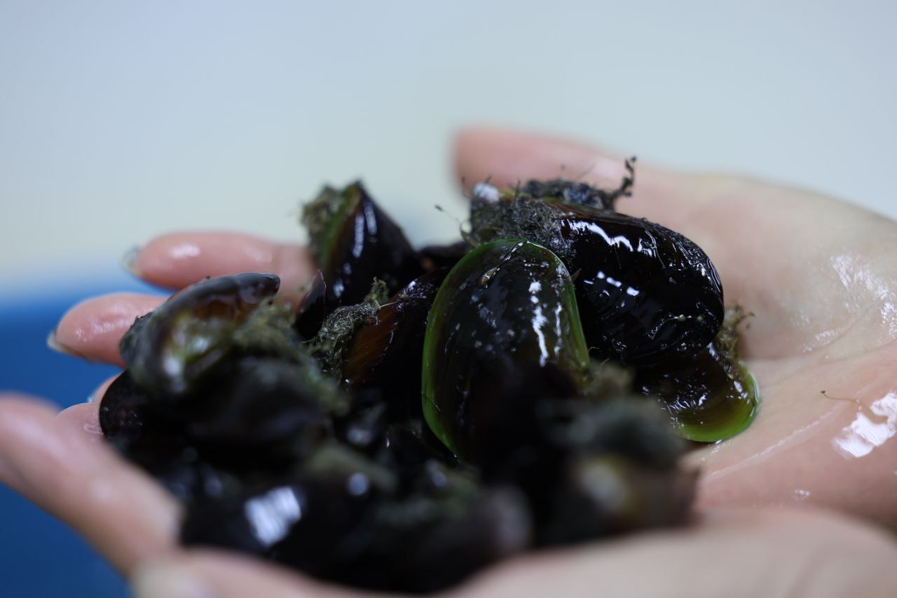 Lee más sobre el artículo Gobierno Bolivariano pone en marcha primera fase de producción de mejillones y ostras al sur del Golfo de Cariaco