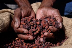 Lee más sobre el artículo Encuentro de saberes en Cumboto demostró aportes de la microfermentación del cacao para la producción