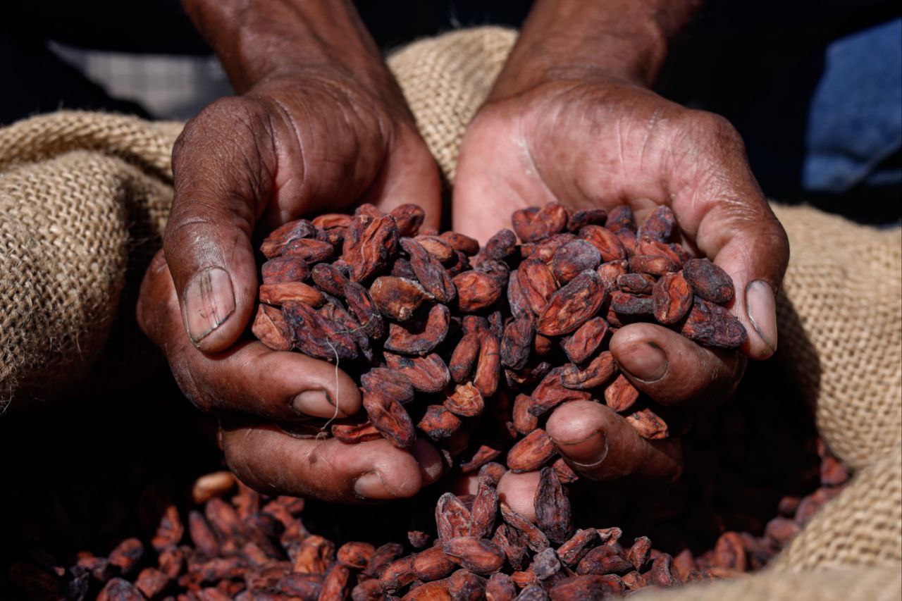 En este momento estás viendo Encuentro de saberes en Cumboto demostró aportes de la microfermentación del cacao para la producción