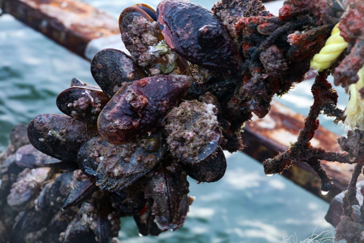 Lee más sobre el artículo Venezuela avanza en la producción de mejillones para una alimentación sana y soberana