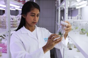 Lee más sobre el artículo Evaluarán bioinsumos en el manejo del cultivo de cítricos para controlar el dragón amarillo