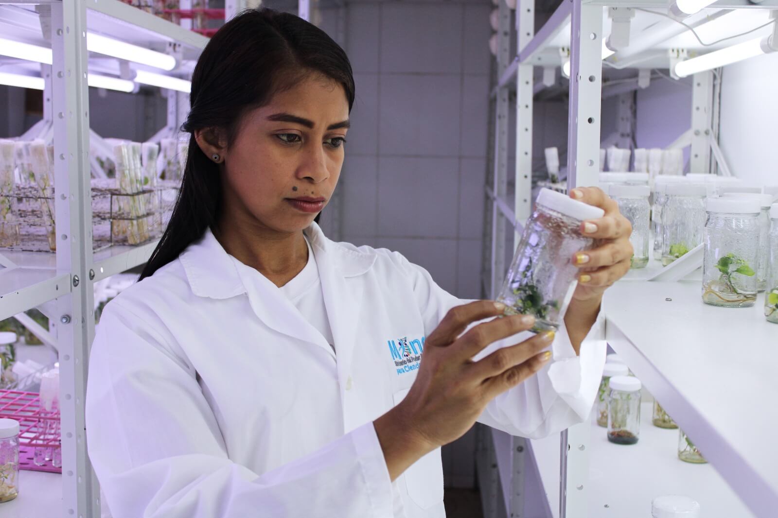 En este momento estás viendo Evaluarán bioinsumos en el manejo del cultivo de cítricos para controlar el dragón amarillo