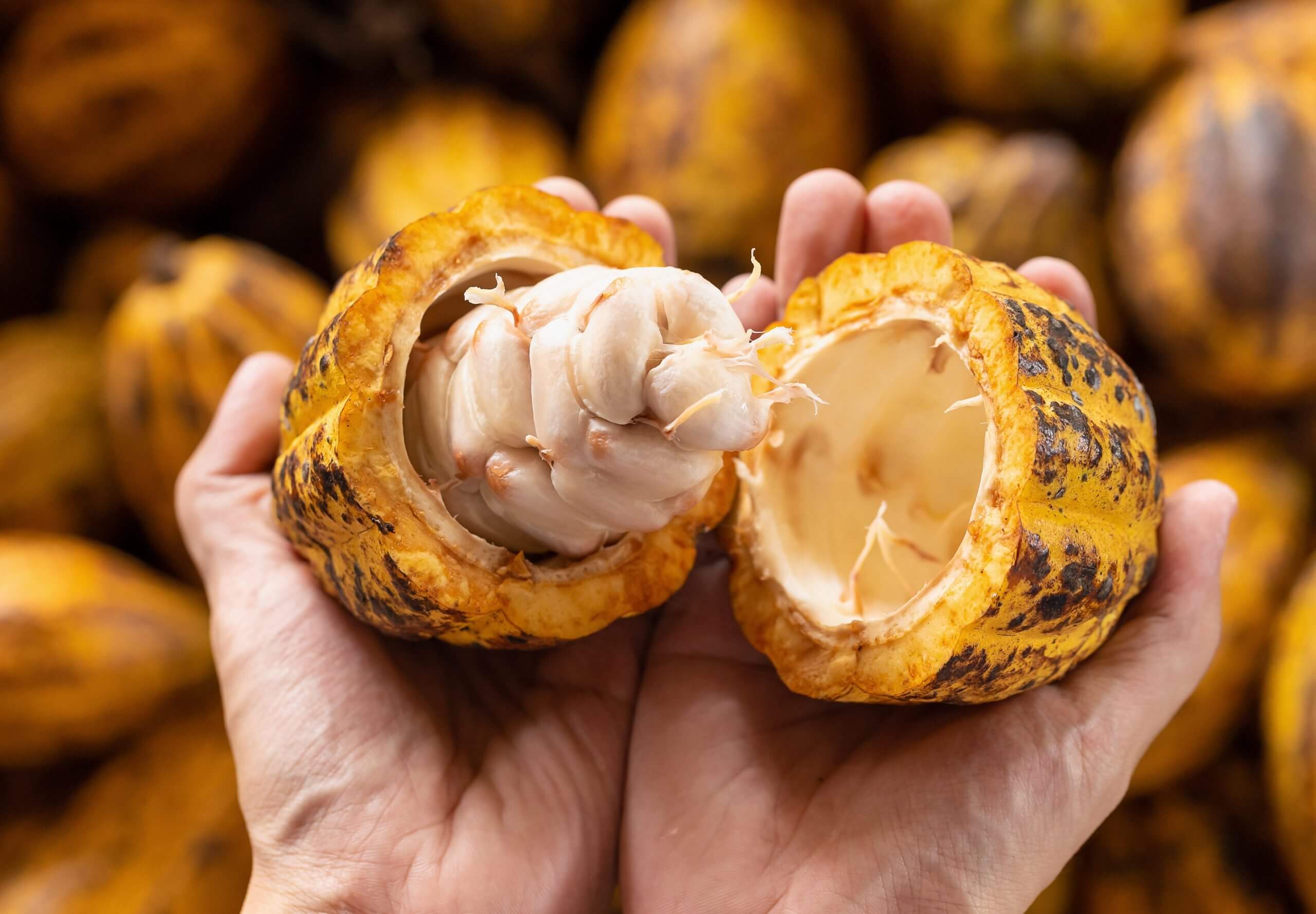 Lee más sobre el artículo Realizarán jornada de formación «Buenas prácticas agrícolas del cultivo de cacao» en Barinas