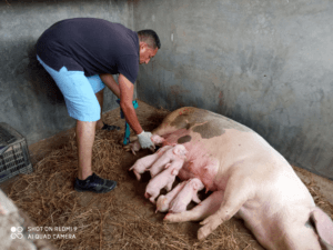 Lee más sobre el artículo En Miranda desarrollan proyectos de innovación para fortalecer organización y abastecimiento de alimentos