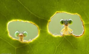 Lee más sobre el artículo Insectos: clave para la sostenibilidad ecológica