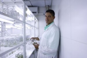 Lee más sobre el artículo Científicos venezolanos promueven mejoramiento genético de la estevia para uso medicinal