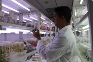 Lee más sobre el artículo En el IDEA impulsan proyecto para el mejoramiento genético de la estevia