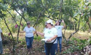 Lee más sobre el artículo Inicia ensayo experimental del Plan Nacional del Cacao para controlar Moniliasis