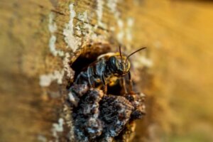 Lee más sobre el artículo Avanza proyecto de protección de las abejas nativas en el Amazonas