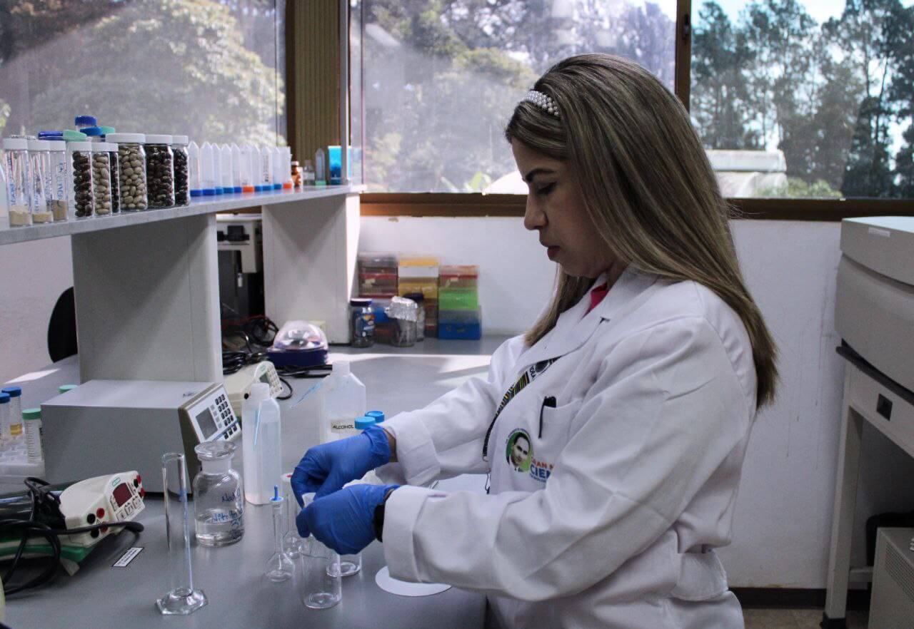 En este momento estás viendo Investigadores del IDEA extraen levododa de semillas de Mucuna pruriens para tratar enfermedad de Parkinson
