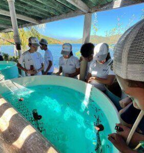 Lee más sobre el artículo Semilleros Científicos participan en jornada de liberación de caballitos de mar en Mochima