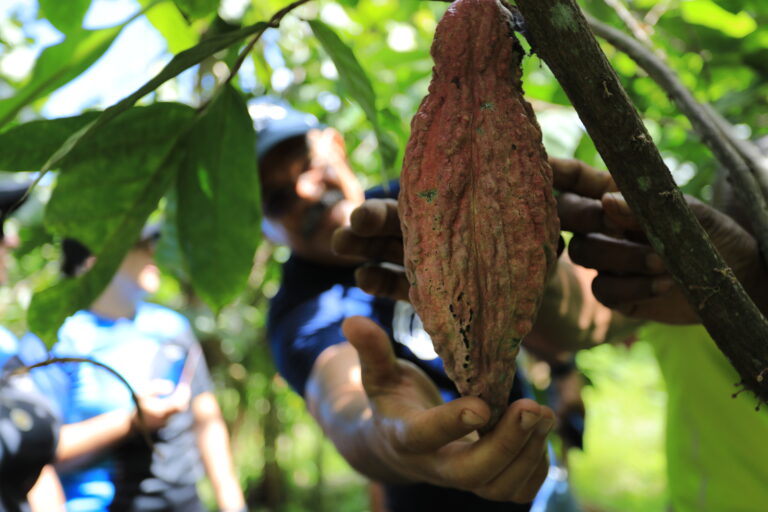 Lee más sobre el artículo Ministra Gabriela Jiménez Ramírez destaca impulso del Plan Nacional de Cacao para la conservación y multiplicación del rubro