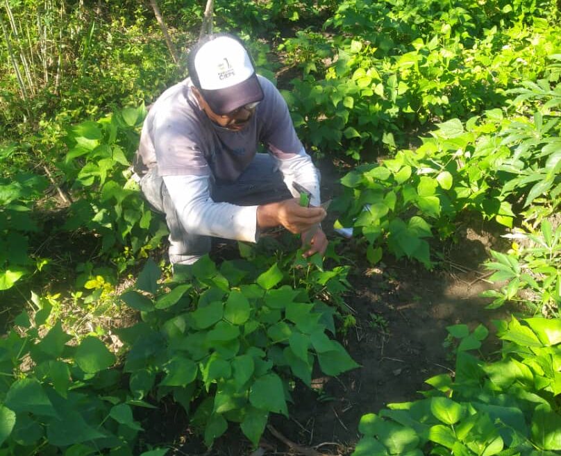 Lee más sobre el artículo Fundación Ciepe brinda apoyo técnico a sector agrícola de Yaracuy