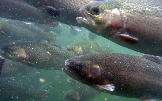 Lee más sobre el artículo Invitan al seminario sobre plagas y enfermedades en peces de aguas continentales