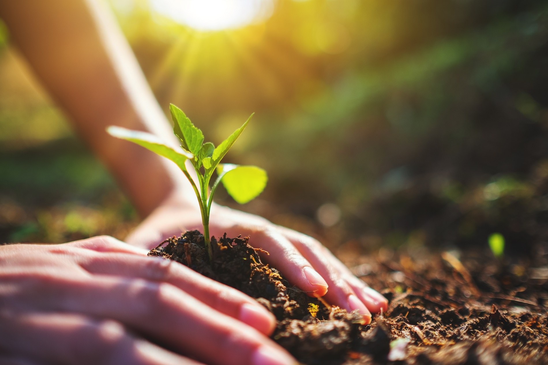 Lee más sobre el artículo Mincyt promueve prácticas agrícolas sustentables con el proyecto ARCAL RLA-5090