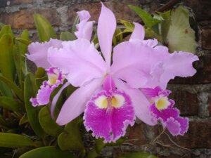 Lee más sobre el artículo Táchira | Fundacite invita a participar en el taller “Cultivo de Orquídeas”