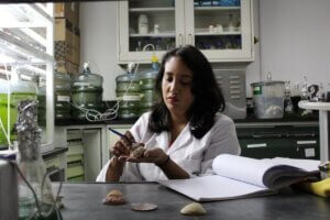 Lee más sobre el artículo Biólogos del IDEA afirman que el caracol Chicoreus brevifrons aporta beneficios para la salud