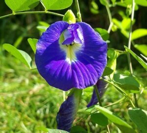 Lee más sobre el artículo Fundación Ciepe desarrolla investigación sobre la clitoria ternatea para la alimentación animal