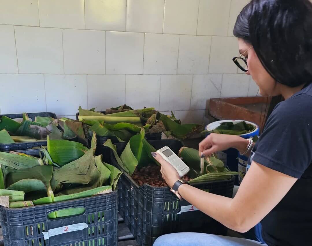 Lee más sobre el artículo Mincyt preserva y mejorara la calidad del cacao venezolano