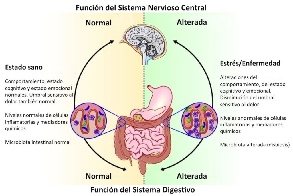 La microbiota intestinal y su relación con el cerebro