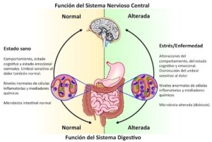 Lee más sobre el artículo La microbiota intestinal y su relación con el cerebro