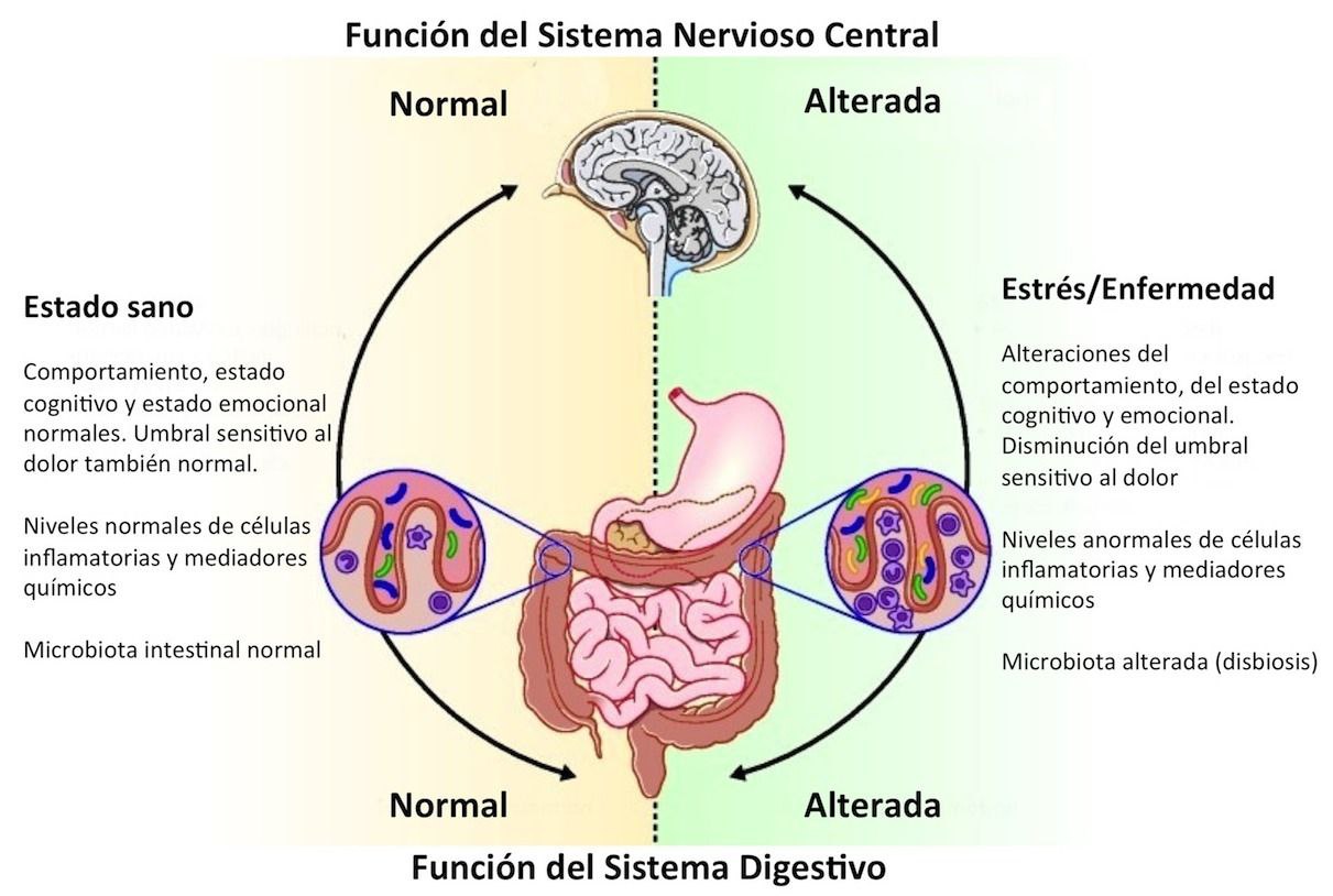 Lee más sobre el artículo La microbiota intestinal y su relación con el cerebro
