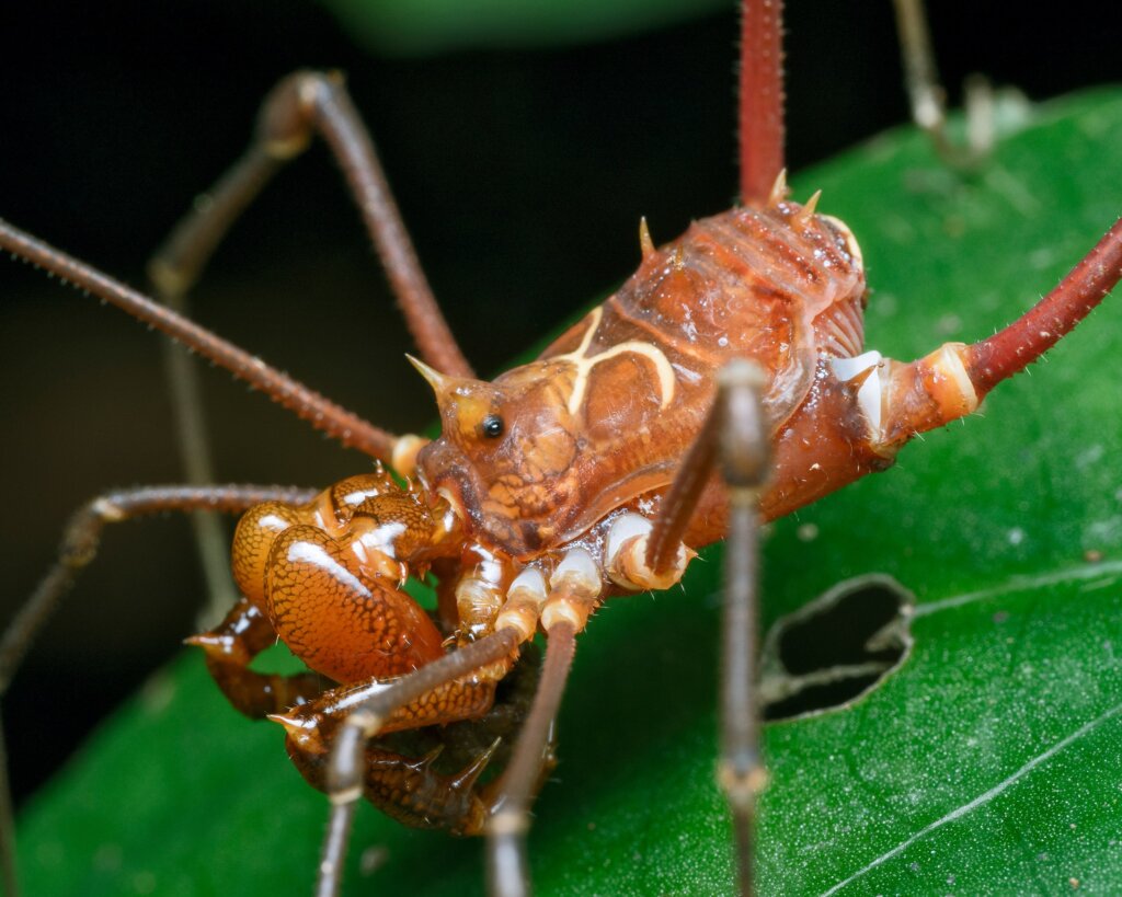 Opiliones pueden ser empleados como bioindicadores