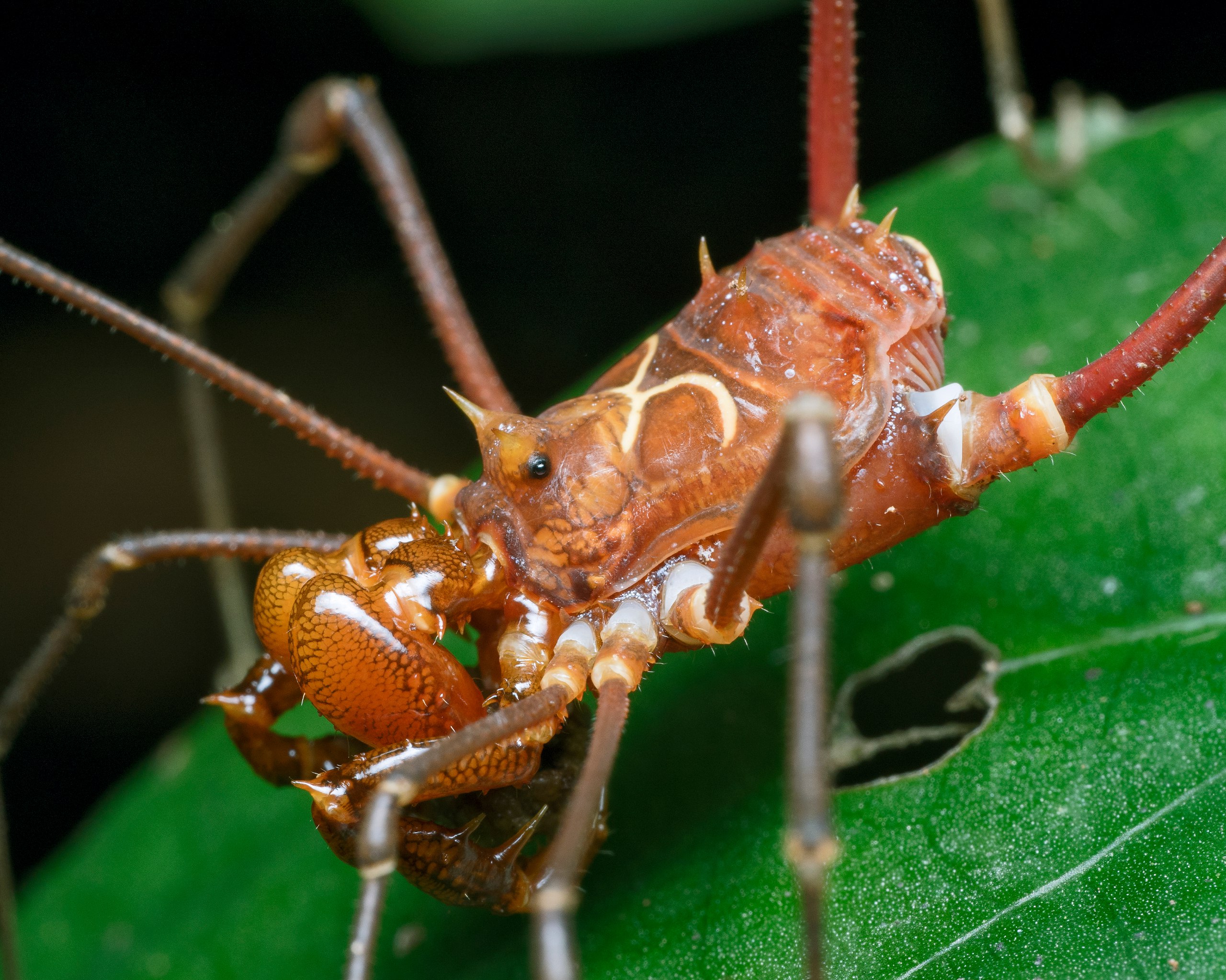 Lee más sobre el artículo Opiliones pueden ser empleados como bioindicadores