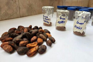 Lee más sobre el artículo Irradiación de semillas potencia calidad del cacao venezolano con el proyecto OIEA VEN-5022