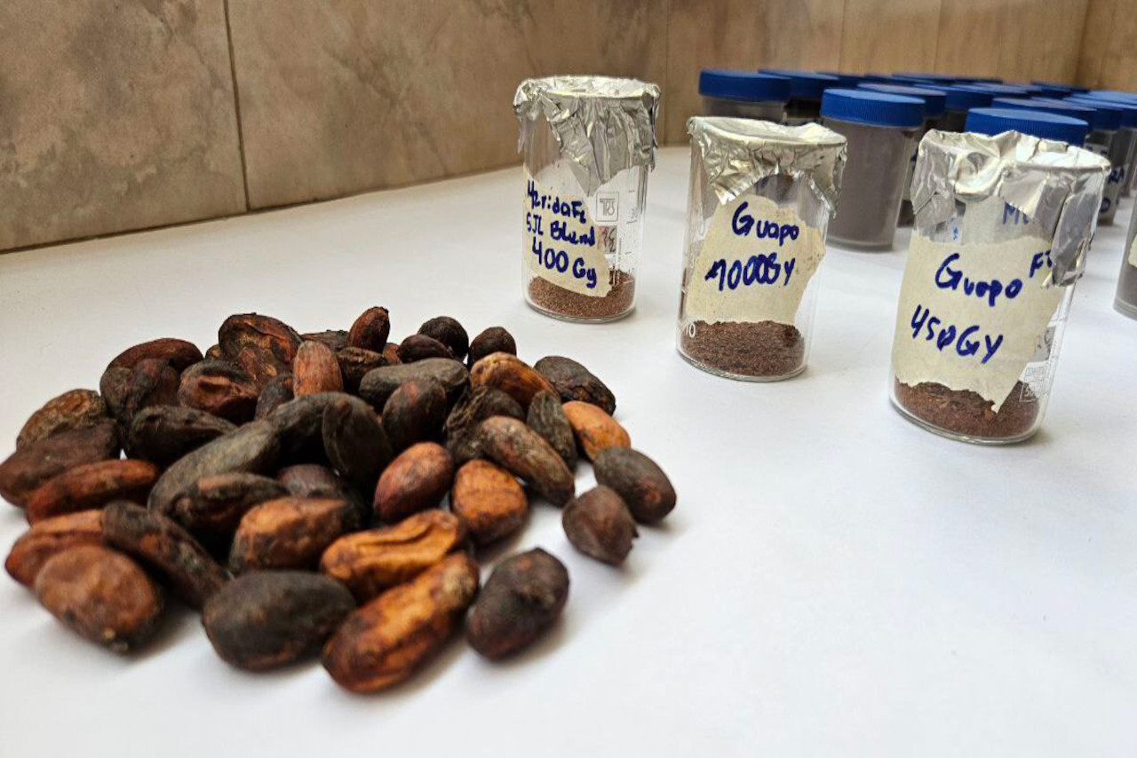 Lee más sobre el artículo Irradiación de semillas potencia calidad del cacao venezolano con el proyecto OIEA VEN-5022