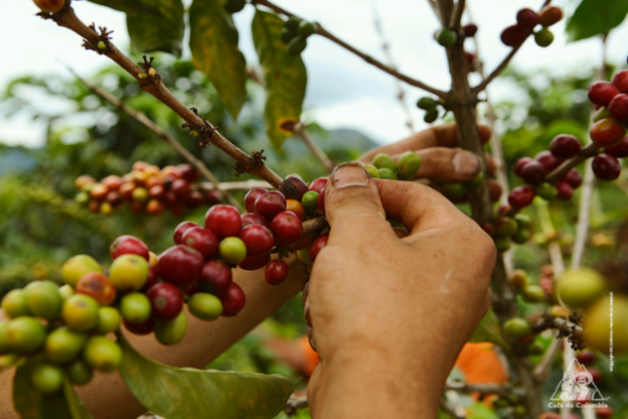 Lee más sobre el artículo Alianza Científico-Campesina impulsa desarrollo de la caficultura en la Sierra de Falcón