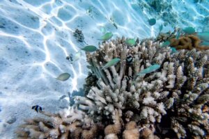 Lee más sobre el artículo Investigadores trabajan en diseño de arrecifes coralinos artificiales