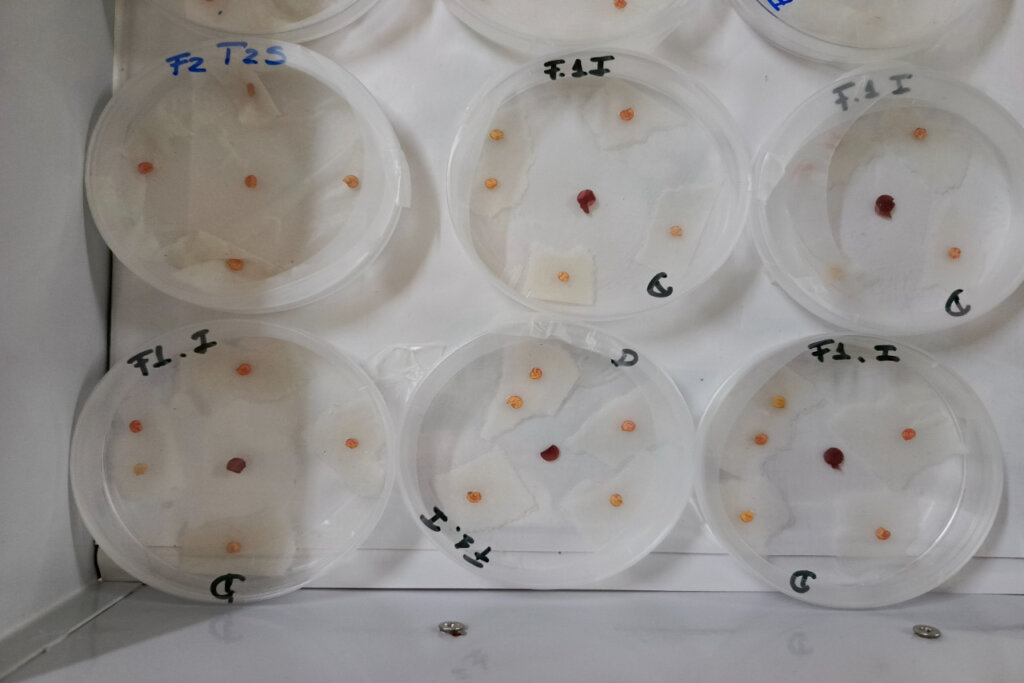 Investigadores venezolanos desarrollan pesticidas basados en quitosano para control de hongos en cultivos