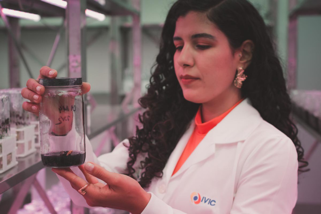 Lee más sobre el artículo Laboratorio Genético de Plantas del IVIC trabaja para hacer un cacao tolerante a la escoba de brujas