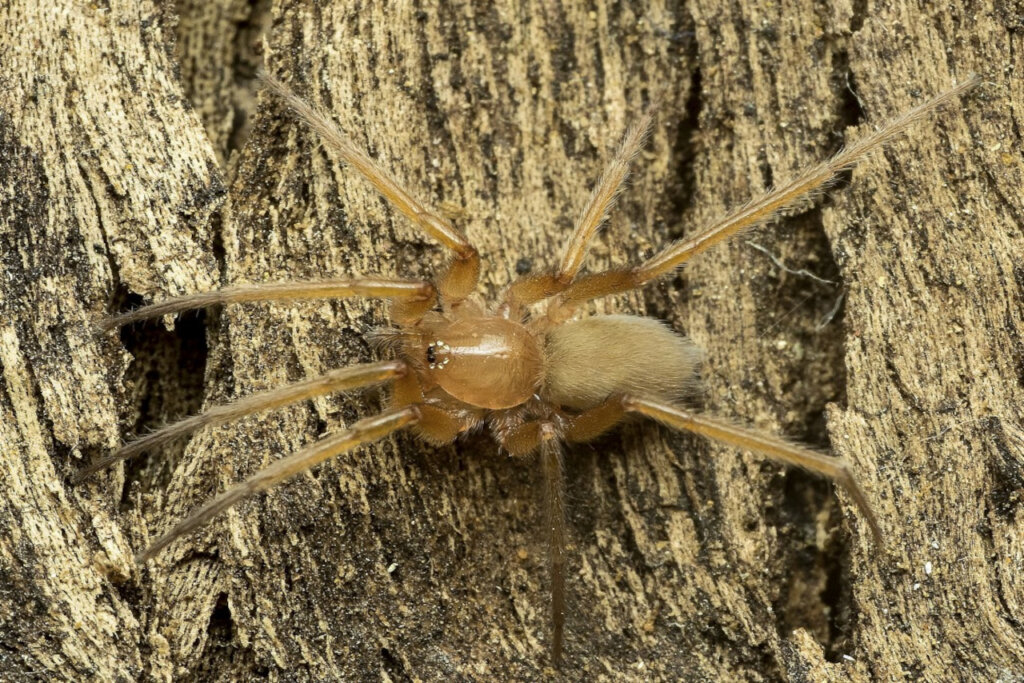 Arañas introducidas en Venezuela: confirmando la presencia de una especie africana en el país