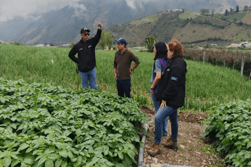 Investigadores del IDEA y productores merideños buscan alternativas ante enfermedades que afectan el cultivo de papa