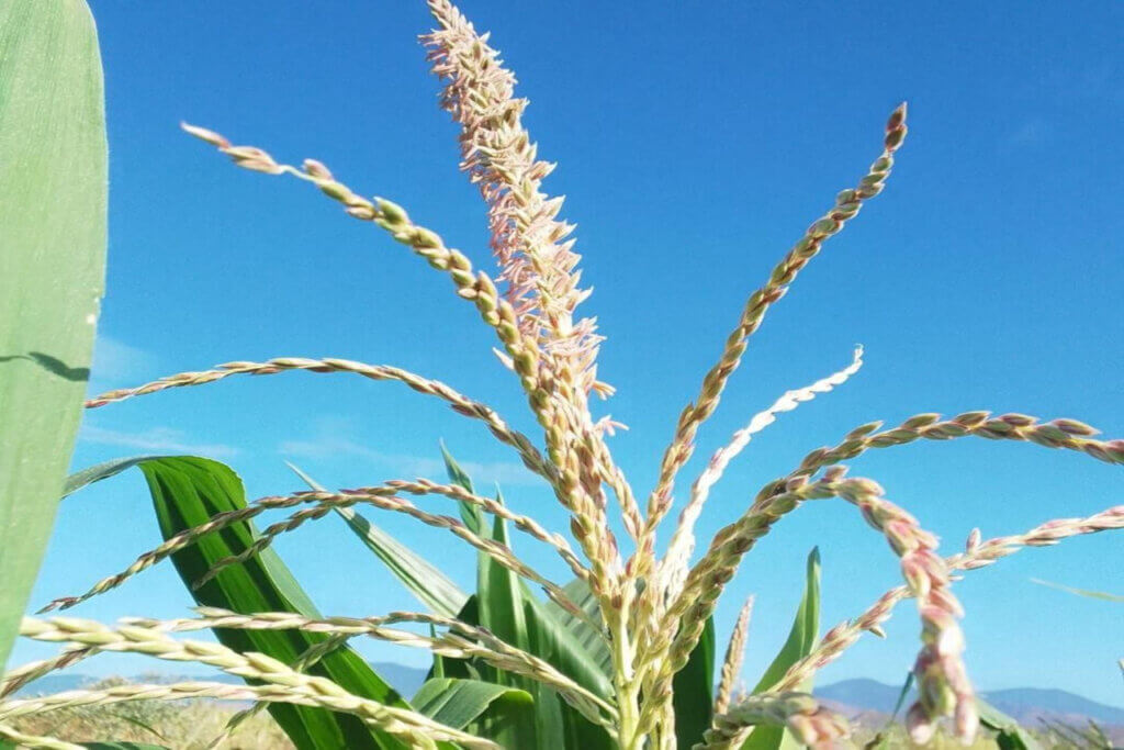 Alianza Científico-Campesina se despliega este viernes en Apure para fortalecer producción de semillas