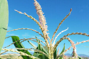 Lee más sobre el artículo Alianza Científico-Campesina se despliega este viernes en Apure para fortalecer producción de semillas