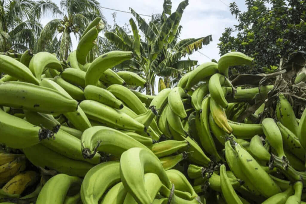 ACAV desarrolla protocolo para multiplicación del plátano Hartón