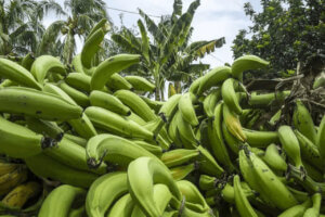 Lee más sobre el artículo ACAV desarrolla protocolo para multiplicación del plátano Hartón