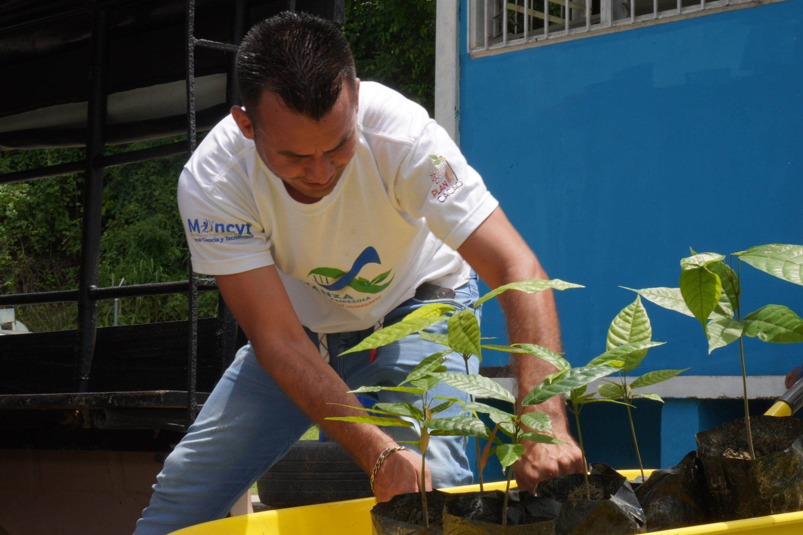 En este momento estás viendo Plan de Ciencia y Tecnología para el Fortalecimiento del Cacao entrega 5 mil plántulas a productores sucrenses