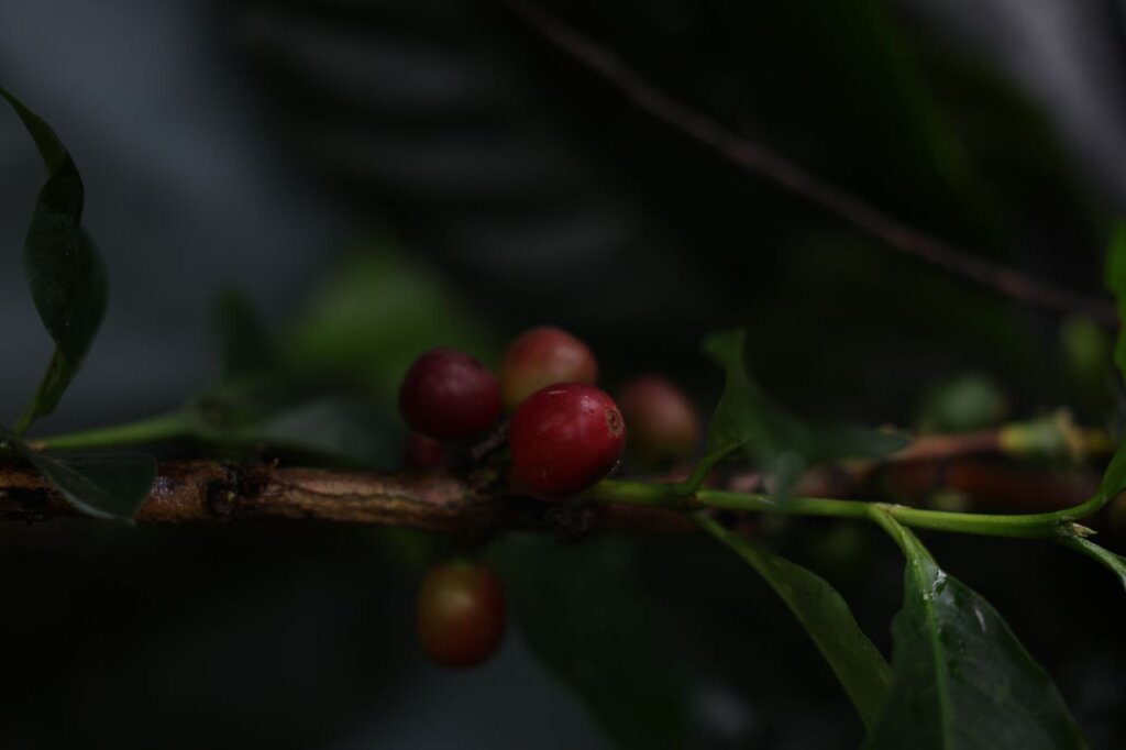 IVIC ofrece seminario sobre producción de café canephora en Venezuela