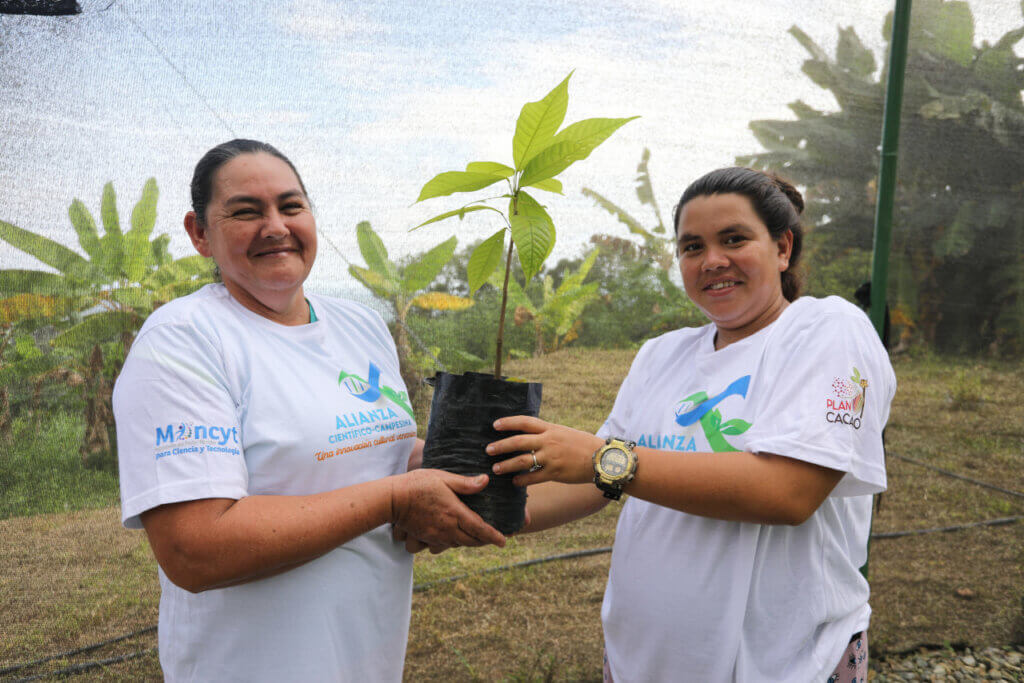 Productores merideños reciben 700 plántulas de cacao criollo fortificadas y altamente resistentes