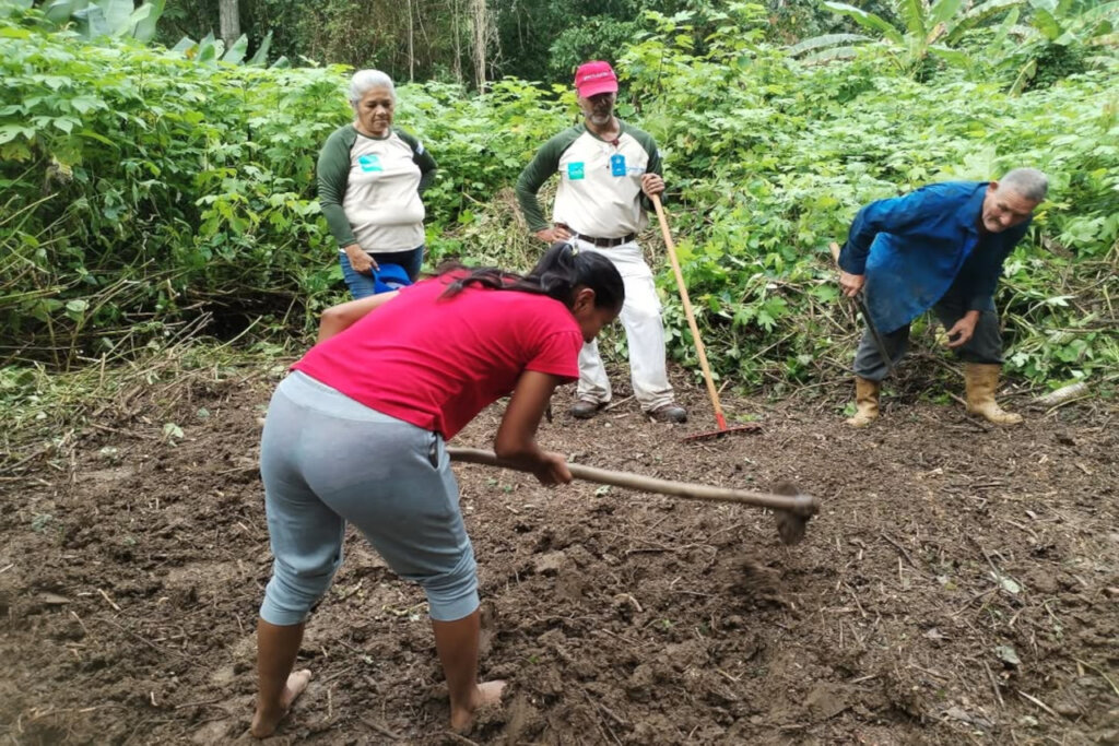 Impulsan ensayo agrícola para la producción de papa variedad María Bonita en Sucre