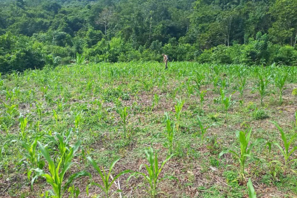 Expertos de la Alianza Científico-Campesina brindan asistencia técnica en Bolívar