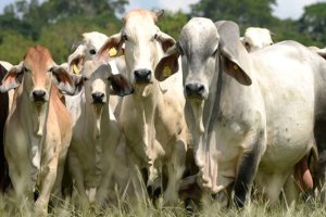 Lee más sobre el artículo Mincyt ofrecerá taller virtual sobre ganadería ecológica