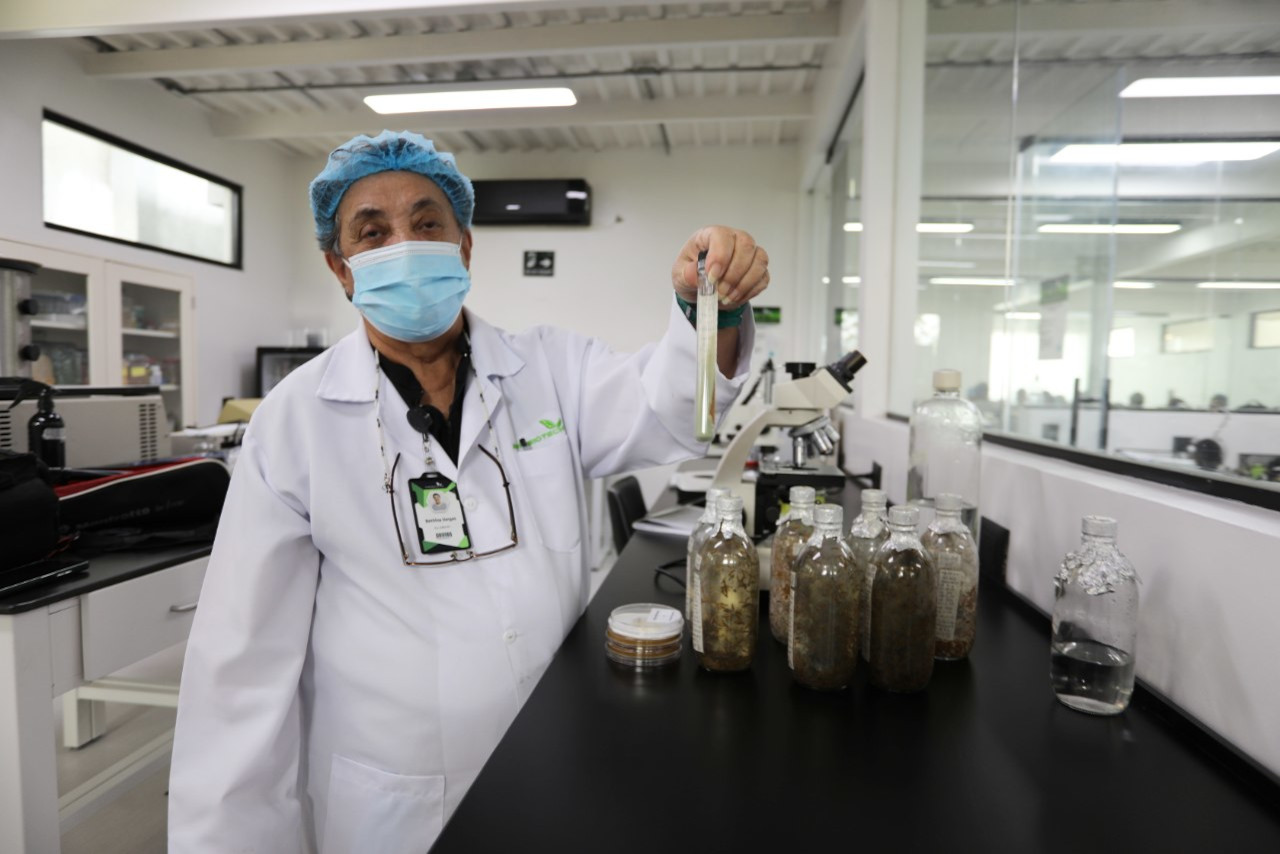 Lee más sobre el artículo Demuestran efectividad de bioinsecticida para el control del chipo en Venezuela